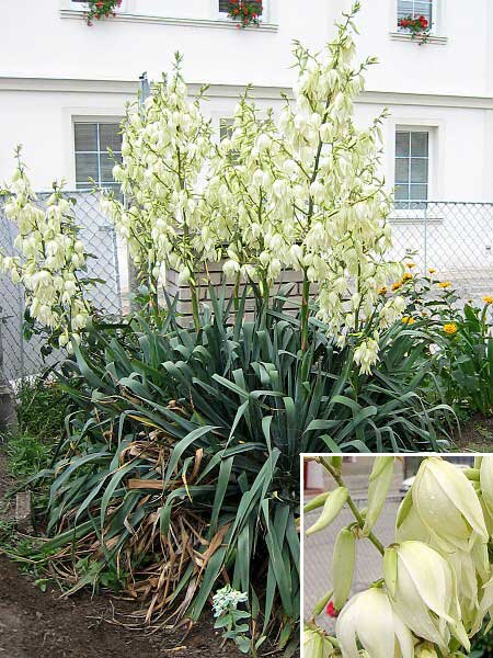 Yucca filamentosa /Juka niťovitá/