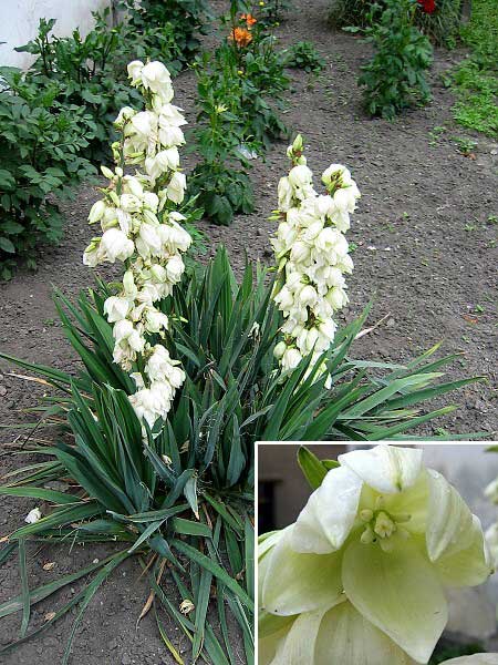 Yucca filamentosa  /Juka niťovitá/