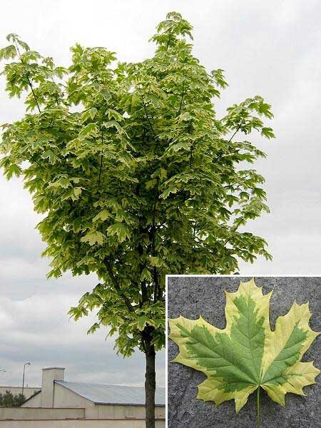 Acer platanoides 'Drummondii' /Javor mléčný/