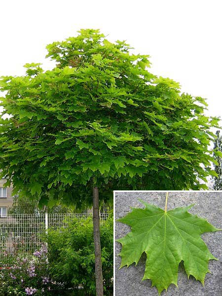 Acer platanoides 'Globosum' /Javor mléčný/