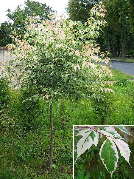 Acer negundo 'Variegatum'  /Javor jasanolistý /