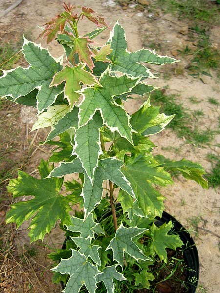 Acer platanoides 'Drummondii' /Javor mléčný/