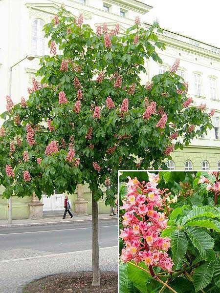 Aesculus x carnea  /Jírovec červený/