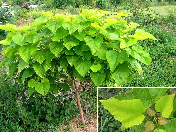 Catalpa bignonioides 'Aurea' /Katalpa obecná/