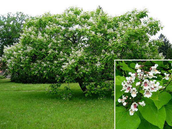 Catalpa bignonioides  /Katalpa obecná/