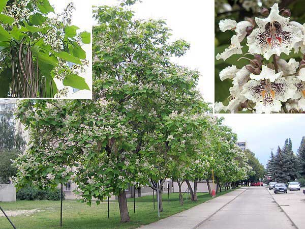 Catalpa bignonioides  /Katalpa obecná/