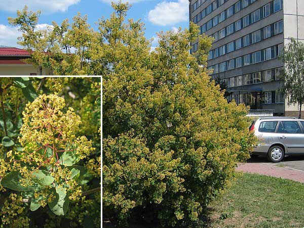 Cotinus coggygria  /Ruj vlasatá/