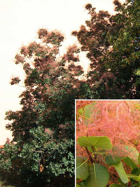 Cotinus coggygria 'Purpureus'  /Ruj vlasatá/