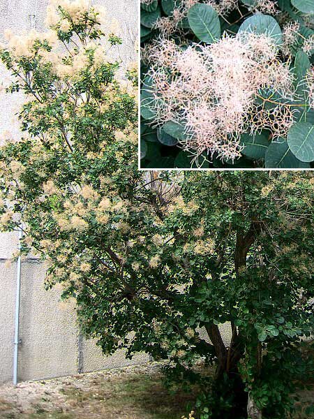 Cotinus coggygria /Ruj vlasatá/