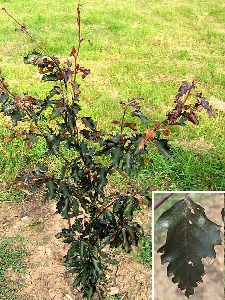 Fagus sylvatica 'Rohanii' /Buk lesní/