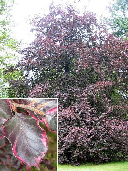 Fagus sylvatica 'Roseomarginata' /Buk lesní/