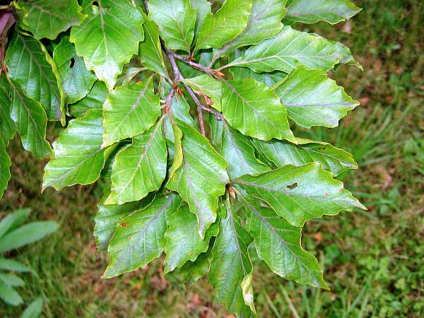 Fagus sylvatica 'Quercifolia' /Buk lesní/