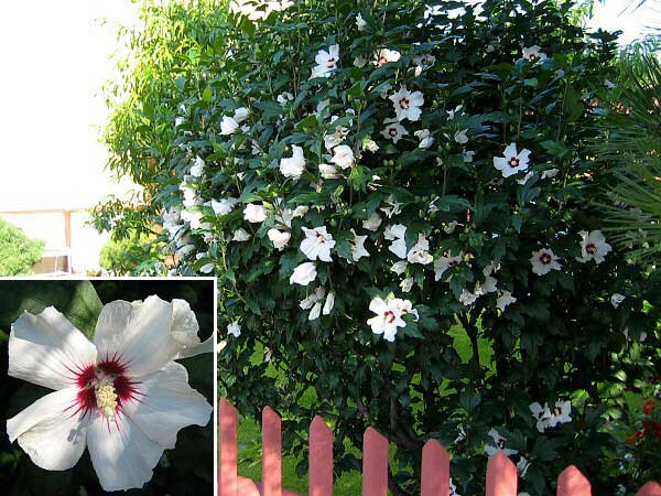 Hibiscus syriacus /Ibišek syrský, bílý/
