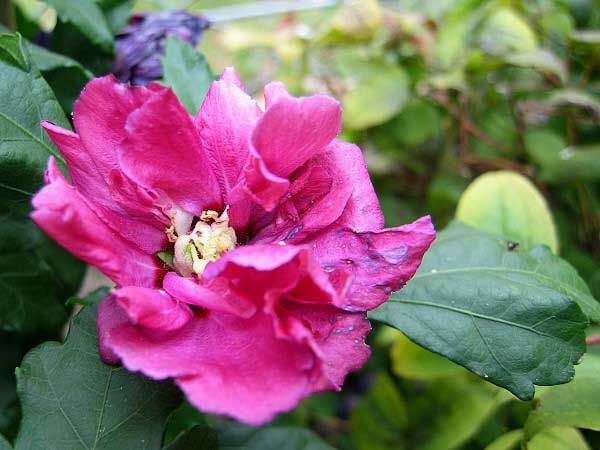 Hibiscus syriacus /Ibišek syrský, červený/