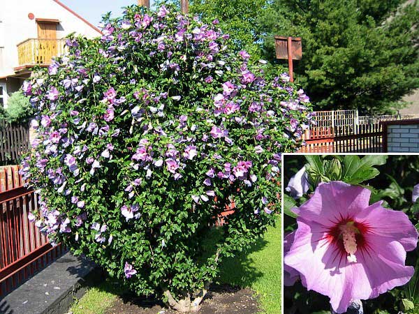 Hibiscus syriacus /Ibišek syrský, fialový/