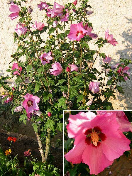 Hibiscus syriacus /Ibišek syrský, tm. růž./