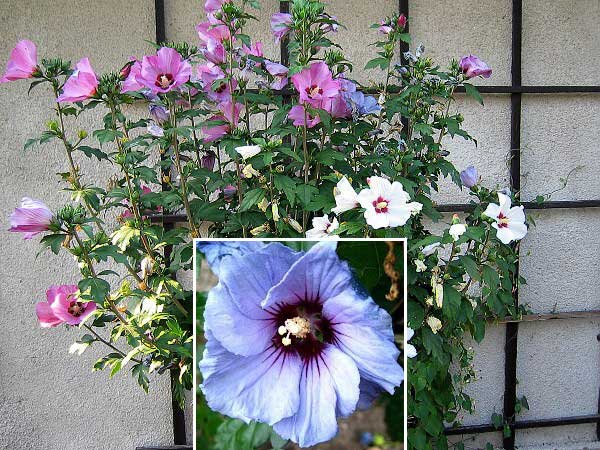 Hibiscus syriacus /Ibišek syrský, modrý/