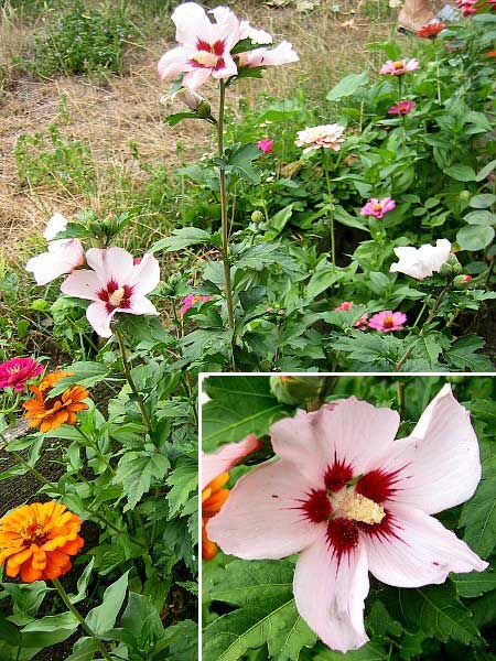 Hibiscus syriacus /Ibišek syrský, růžový/