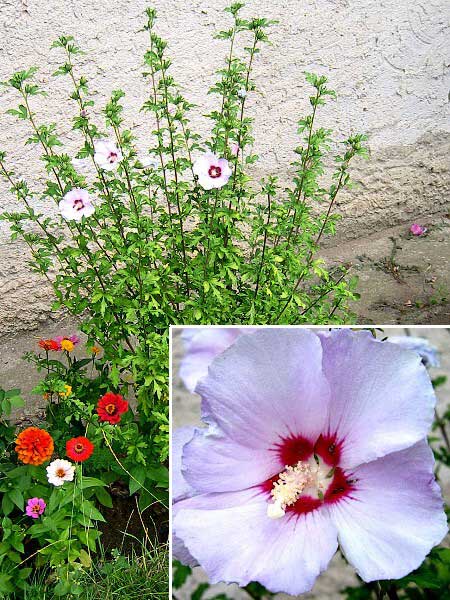 Hibiscus syriacus /Ibišek syrský sv. fial./