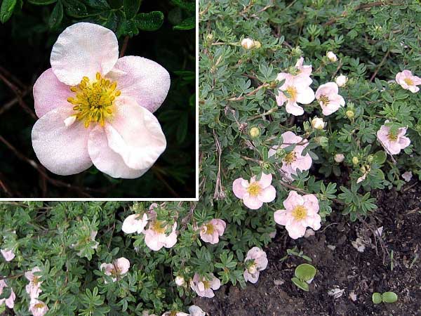 Potentilla fruticosa 'Abbotswood' /Mochna křovitá/