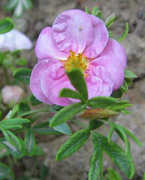 Potentilla fruticosa 'Flopydisc' /Mochna křovitá/