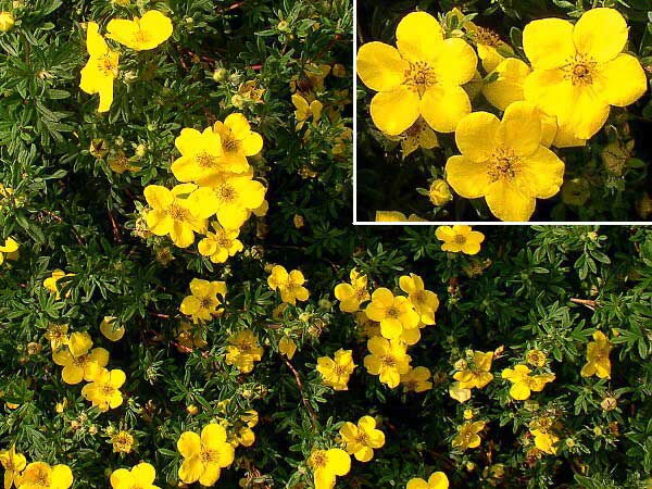 Potentilla fruticosa 'Goldstar' /Mochna křovitá/