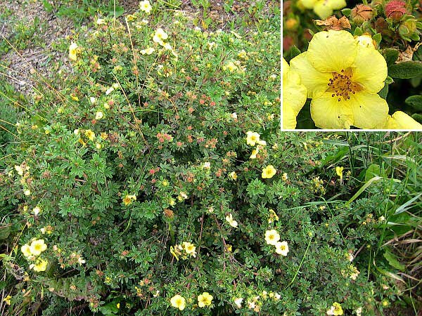 Potentilla fruticosa 'Lady Daresbury' /Mochna křovitá/