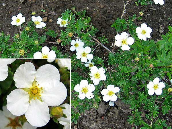 Potentilla fruticosa 'Mount Everest' /Mochna křovitá/