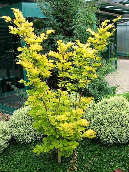 Acer shirasawanum 'Aureum'  /Javor shiravasanský/