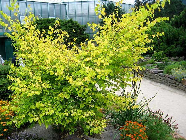 Betula pubescens 'Aurea'  /Bříza pýřitá/