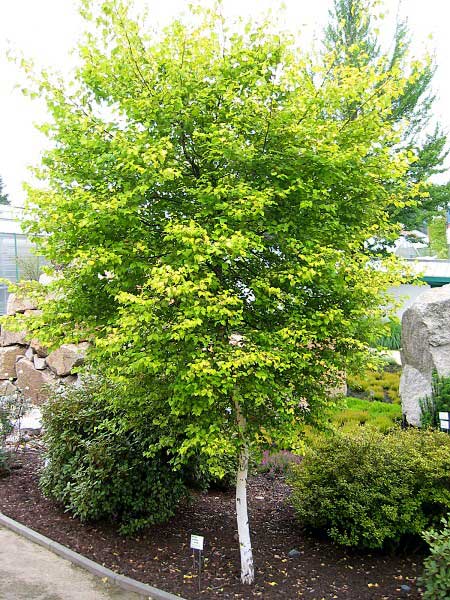 Betula pubescens 'Aurea'  /Bříza pýřitá/