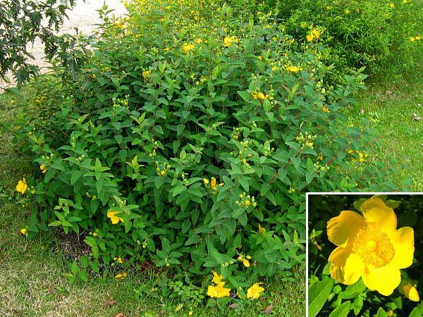 Hypericum kalmianum  /Třezalka tříkvětá/