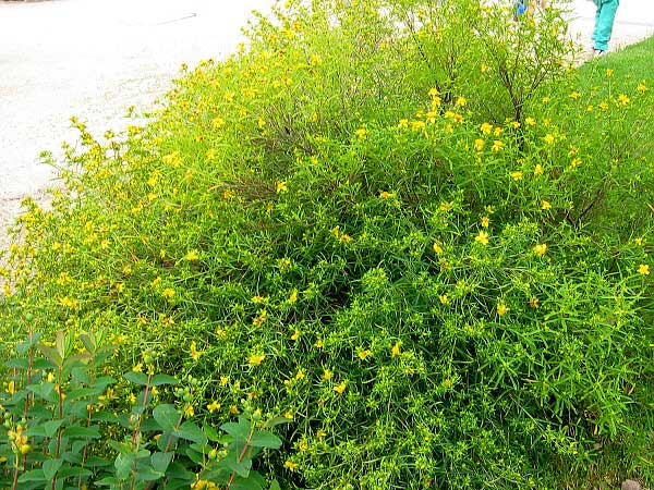 Hypericum patulum  /Třezalka rozkladitá/