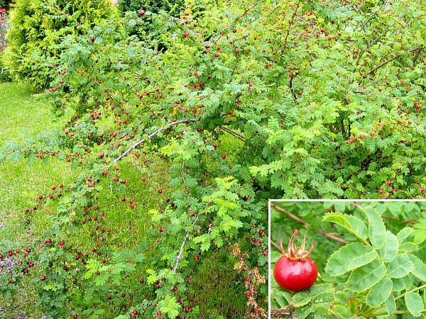 Rosa sericea 'Pteracantha'  /Růže lesklá/