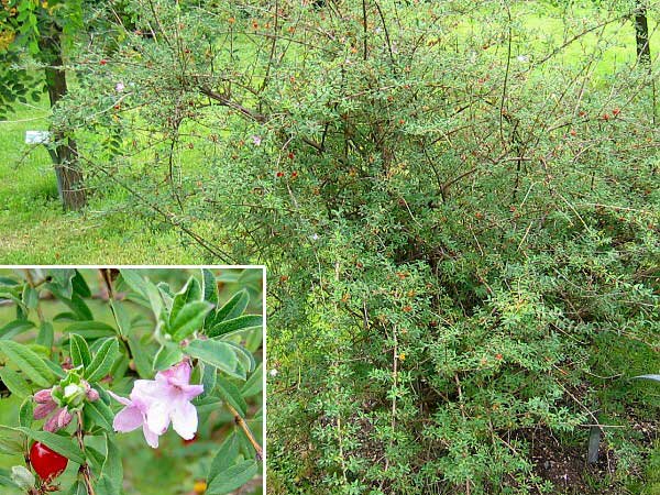 Lonicera syringantha  /Zimolez šeříkokvětý/