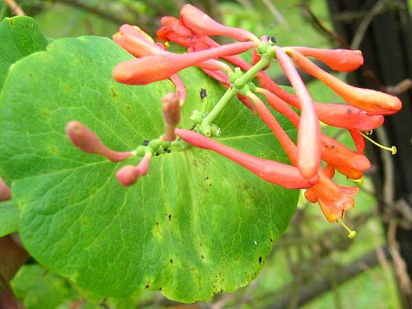 Lonicera x brownii 'Dropmore Scarlet Trumpet'  /Zimolez Brownův/