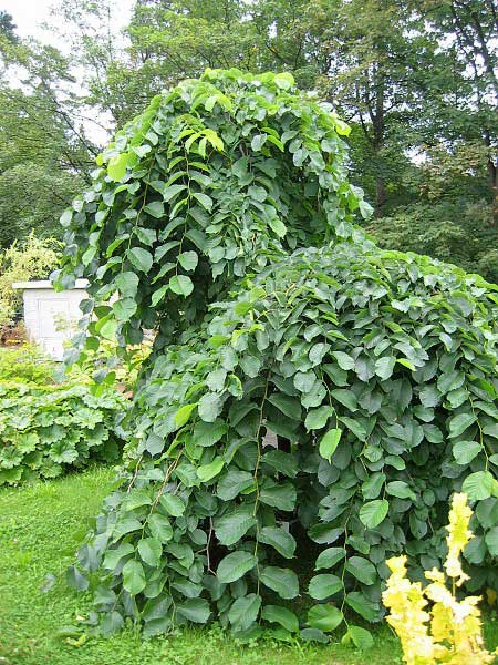 Ulmus glabra 'Pendula'  /Jilm lysý/