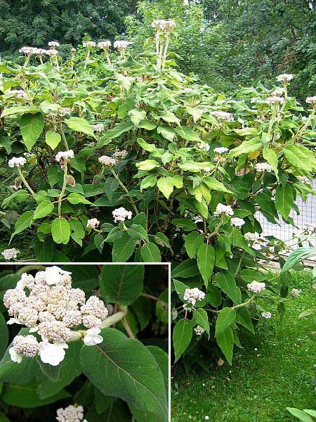 Hydrangea sargentiana   /Hortenzie Sargentova/