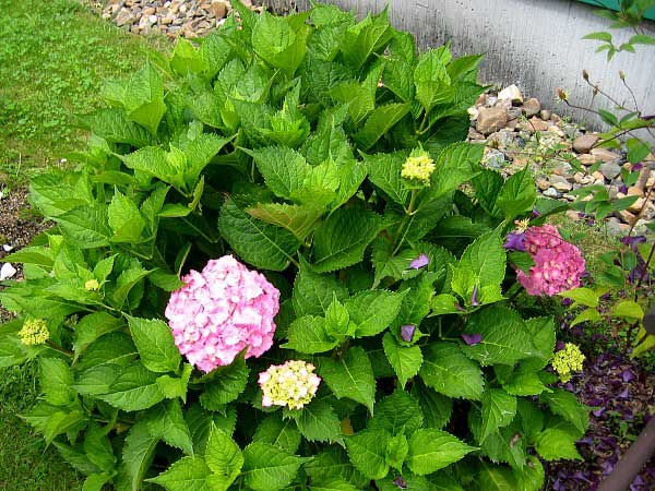 Hydrangea macrophylla  /Hortenzie velkolistá/