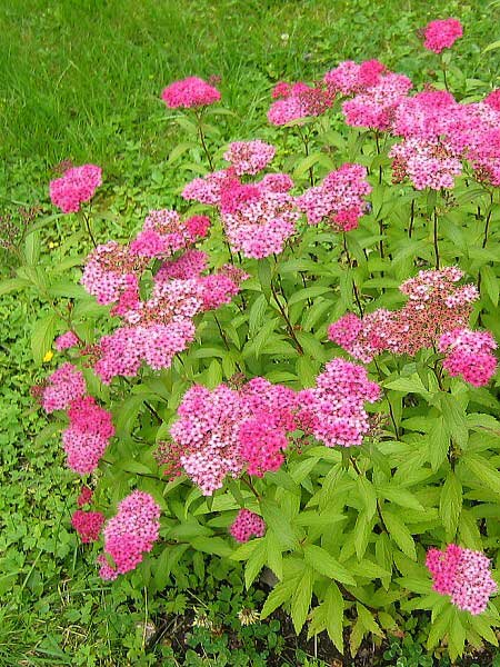 Spiraea x bumalda 'Anthony Waterer'  /Tavolník nízký/