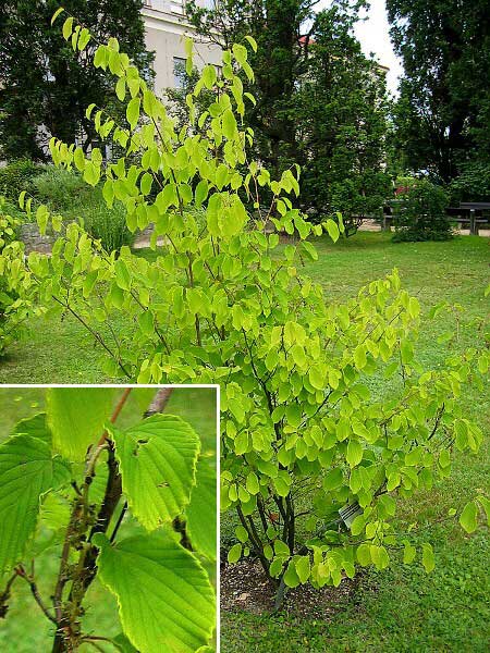 Corylopsis yunnanensis  /Lískovníček jünanský/