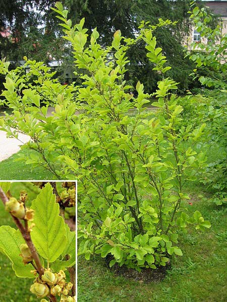 Hamamelis vernalis  /Vilín jarní/