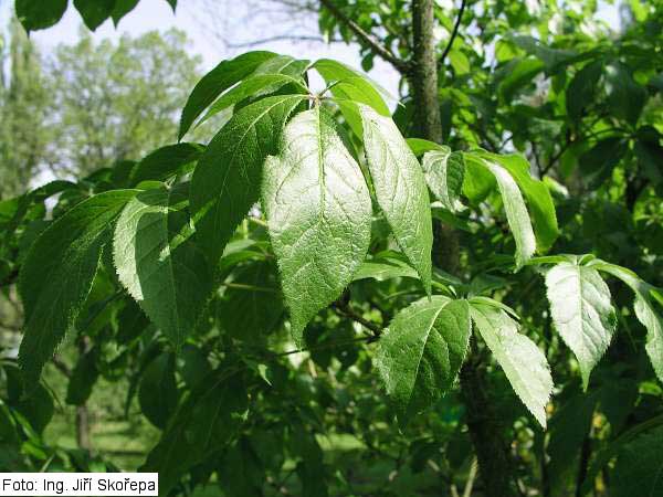 Acanthopanax henryi (?) /Akantopanax Henryův (?)/