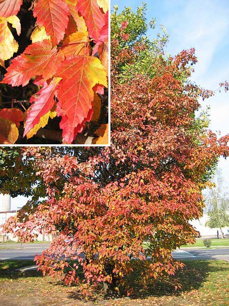 Acer crataegifolium /Javor hloholistý /