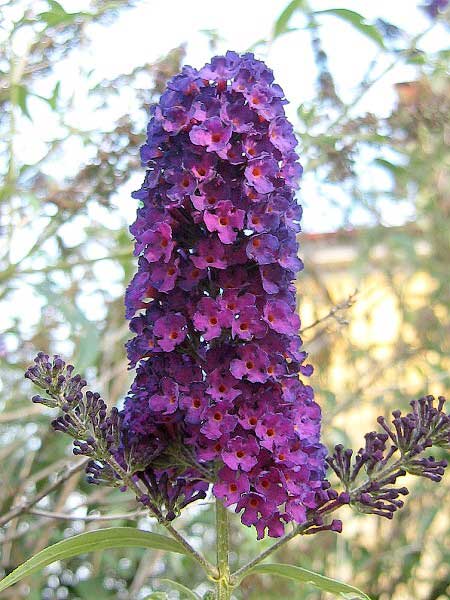 Buddleia davidí 'Purple Prince' /Komule Davidova/