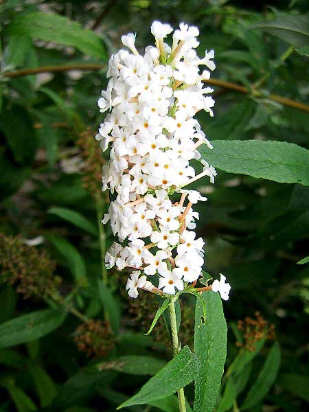 Buddleia davidii 'Alba' /Komule Davidova/