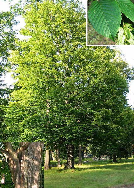 Carpinus betulus /Habr obecný/