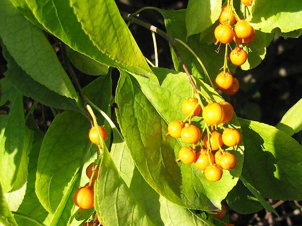 Celastrus scandens /Zimokeř popínavý/