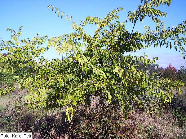 Celtis occidentalis /Břestovec západní/