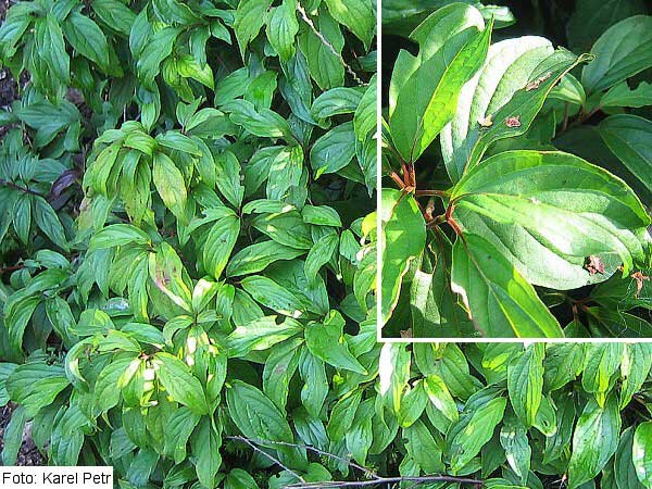 Cornus sericea 'Kelsey' /Svída výběžkatá/